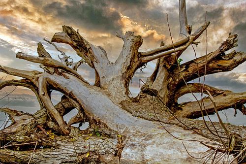 Tree root on the beach