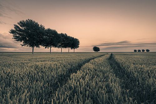 Zomeravond in de Johannes Kerkhovenpolder