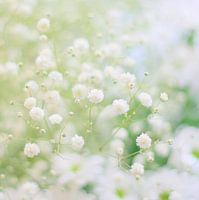 White softness