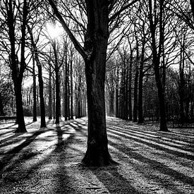 Lijnenspel in het bos von Esther Vertelman