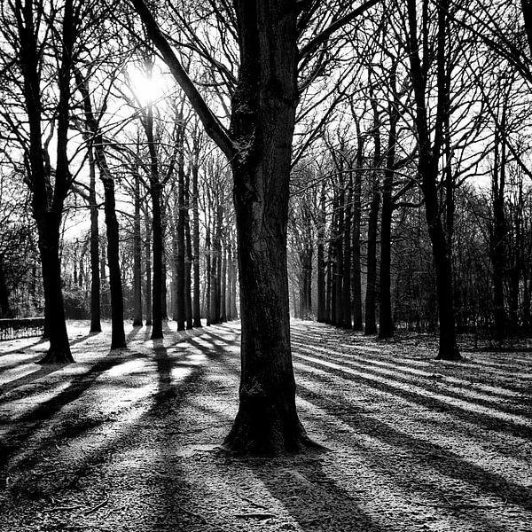 Lijnenspel in het bos par Esther Vertelman