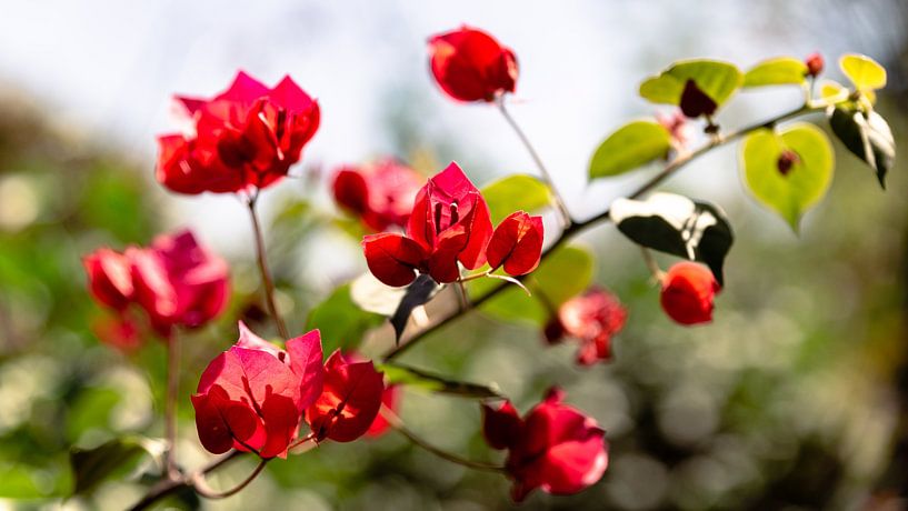 Fleurs sauvages par Berdien Hulsdouw
