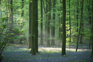 Sprookjesbos met hyacinten van NatureBliss