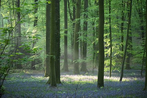 Sprookjesbos met hyacinten