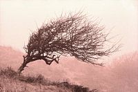 Divi-Divi-Baum in den Dünen von Katwijk.