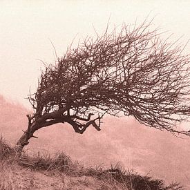 Divi-divi boom in de Katwijkse duinen. van Rens Kromhout