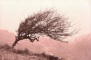 Divi-divi boom in de Katwijkse duinen. van Rens Kromhout