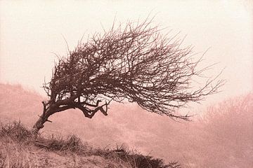 Divi-divi tree in the Katwijk dunes. by Rens Kromhout