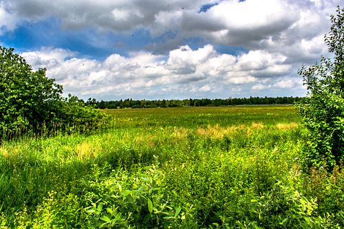Bad Buchau : La lande