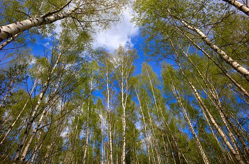 Birch Forest
