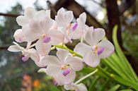 weiße orchidee in thailand von Babetts Bildergalerie Miniaturansicht