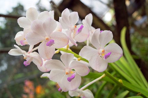 witte orchidee in thailand