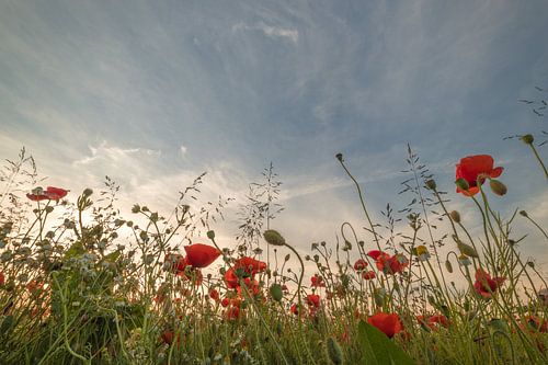 Klaprozen - papaver bloemenveld