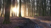 Zonsopkomst De Veluwe  van Tonny Swinkels thumbnail