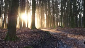 Zonsopkomst De Veluwe  von Tonny Swinkels