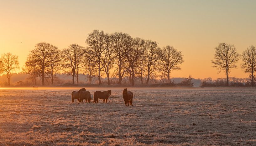 Shetland ponies in the sunrise in the fog in winter by KB Design & Photography (Karen Brouwer)