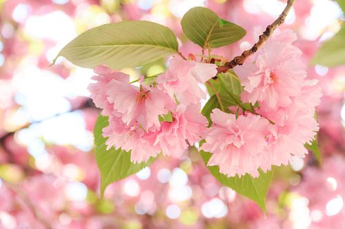 Pink blossom close up by Dennis van de Water