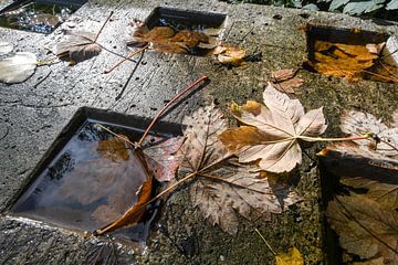 Herfst van Nancy Lamers