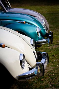 Three beetles in a row.