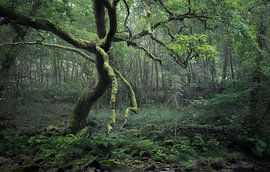 Een met mos begroeide boom in een diep bos in Galicië, Spanje van PhotoCluster