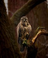 Oog in oog met de buizerd