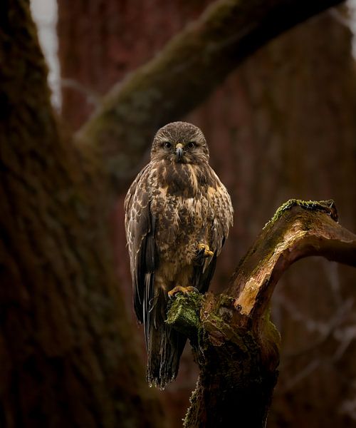 Eye to eye with the buzzard by Marielle Van den Elshout