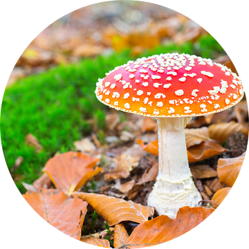 Vliegenzwam paddenstoel met bladeren en mos in bos van Ben Schonewille