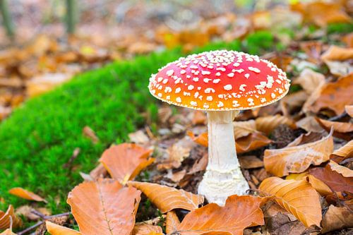 Fly agaric mushroom with leaves and moss in autumn