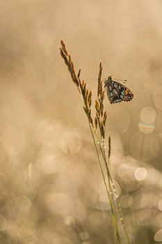 Kleine parelmoervlinder