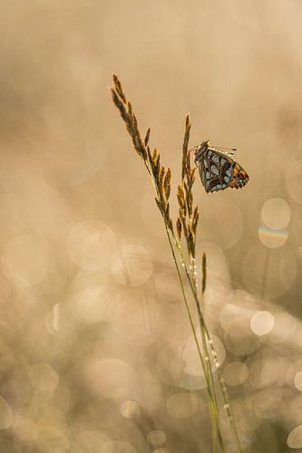 Kleine parelmoervlinder