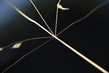 Entscheiden Sie von Erick's Photo Experience