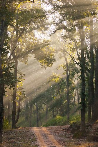 Une belle forêt ensoleillée, des rayons de lumière