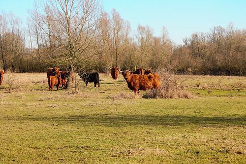 Schotse Hooglanders