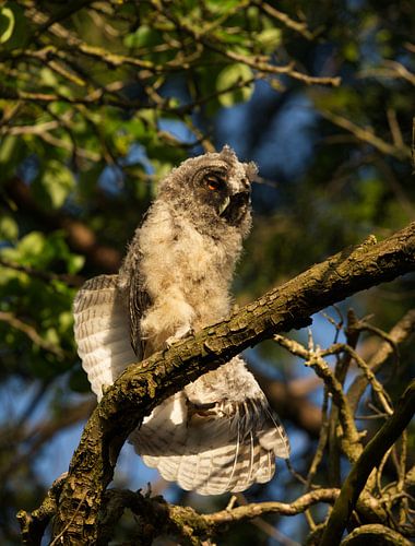 A young long-eared owl in the evening sun, part 2 by Hilde Remerie Photography and digital art