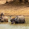 Wasserbüffel am Wasserloch von Roland Brack