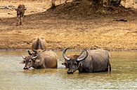 Water buffalo at the waterhole by Roland Brack thumbnail