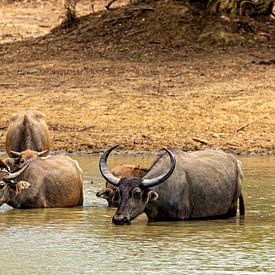 Water buffalo at the waterhole by Roland Brack
