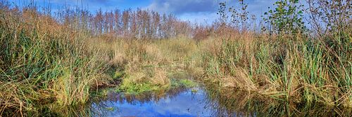 Naturschutzgebiet mit Sumpf aus einer Dünenlandschaft
