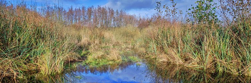 nature reserve with swamp from a dune landscape by eric van der eijk