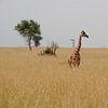 Giraffe in de savanne van Jim van Iterson