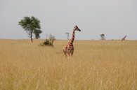 Giraffe in de savanne van Jim van Iterson thumbnail