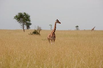 Giraffe in de savanne