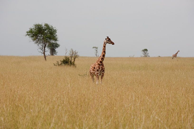 Girafe dans la savane par Jim van Iterson