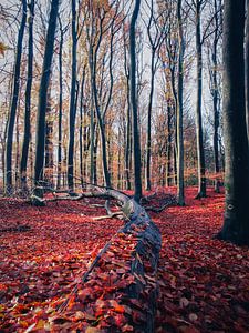 Herbst 40 von snippephotography