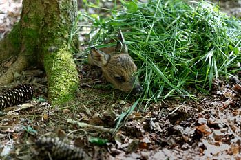 Gered reekalfje van ongeveer 2 dagen oud