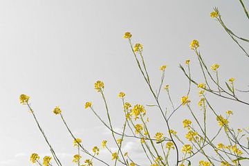 Gelbe Blumen von Bianca ter Riet