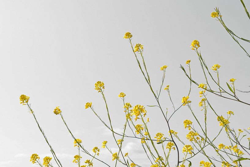 Yellow flowers by Bianca ter Riet