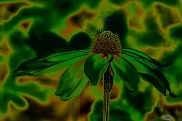 Abstraction Flower Coneflower by Dieter Walther