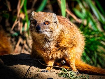 Fox mongoose on the lookout by Beeld Creaties Ed Steenhoek | Photography and Artificial Images