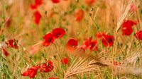 Papaver droomt in het korenveld